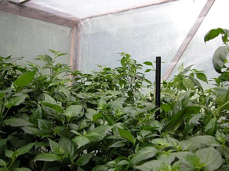 Greenhouse