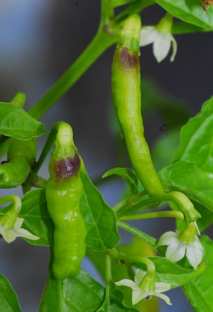 C. chinense x frutescens var. 'Chili Manaus'