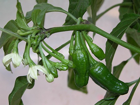 C. annuum x chinense var. 'Dutch-Habanero F2 #3'