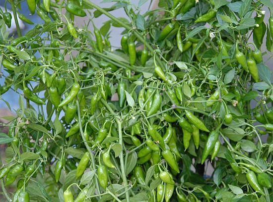 C. annuum x chinense var. 'Dutch-Habanero F1'
