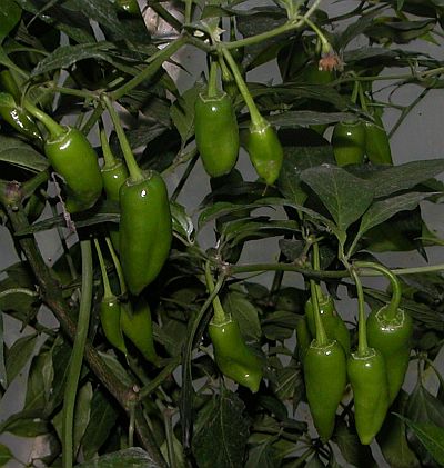 C. annuum x chinense var. 'Dutch-Habanero'