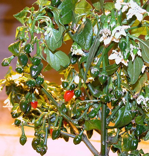 C. annuum x chinense var. 'Dutch-Habanero'