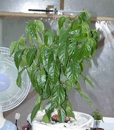 C. annuum x chinense var. 'Dutch-Habanero F2 #3'