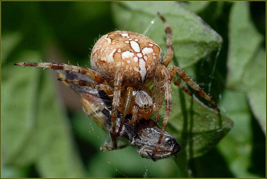 Spider