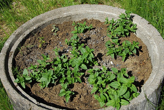 Mint (Mentha sp.)