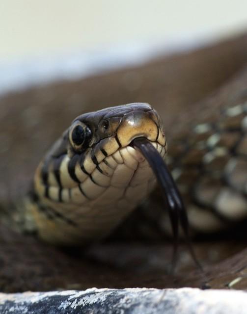 Close-up shot of weltto