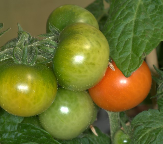 Tomatoes