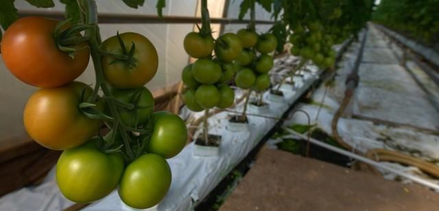 Tomatoes