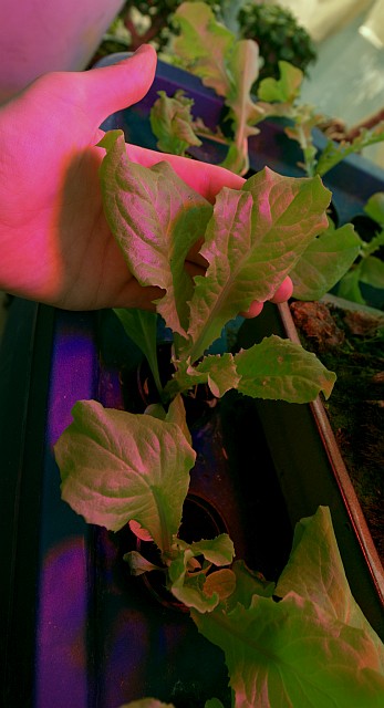 Lettuce