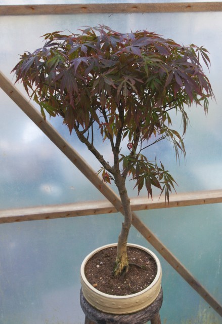Japanese Maple (Acer Palmatum)