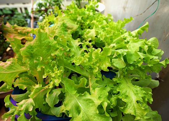 Lettuce