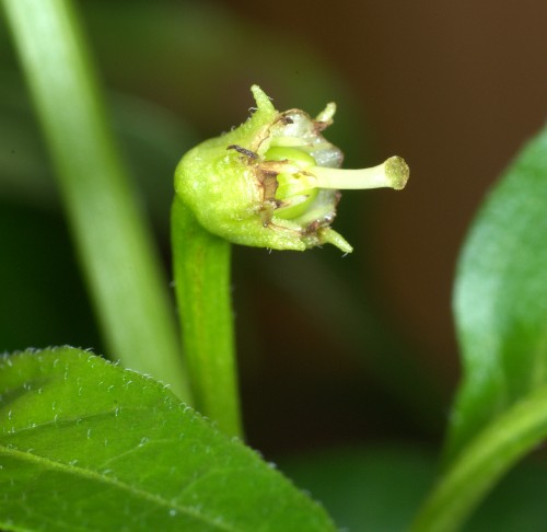C. annuum var. 'x Birds Eye Baby'