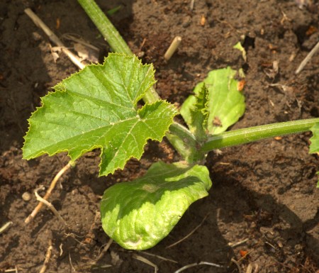 Squash