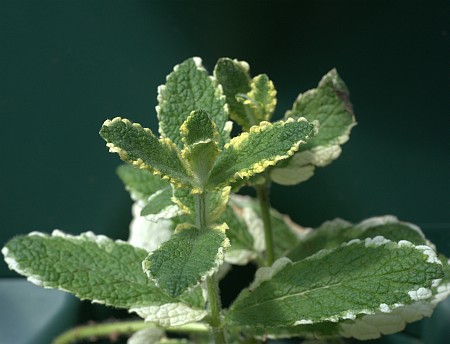 Pineapple Mint