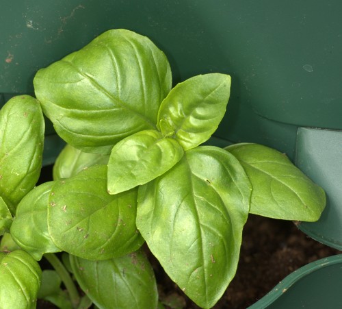 Basil