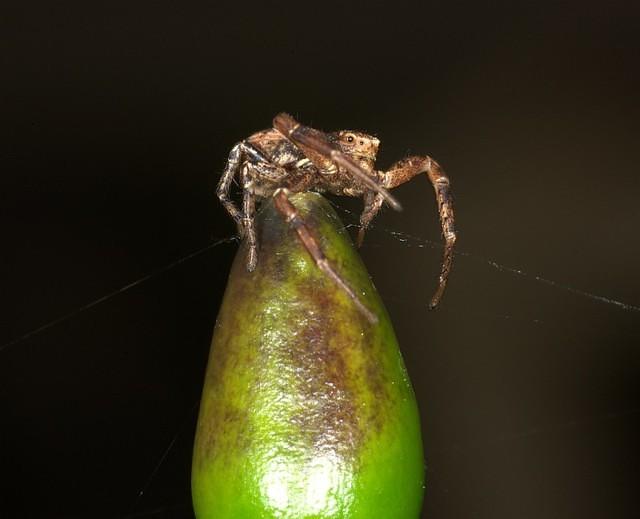 Nerd Spider