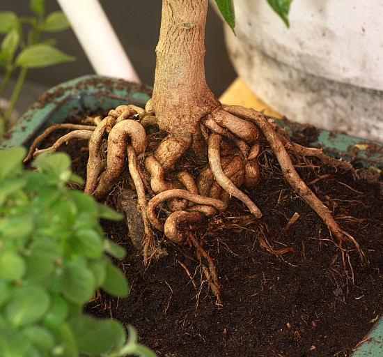 Bonchi root system