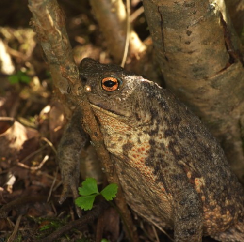 A Fat Toad