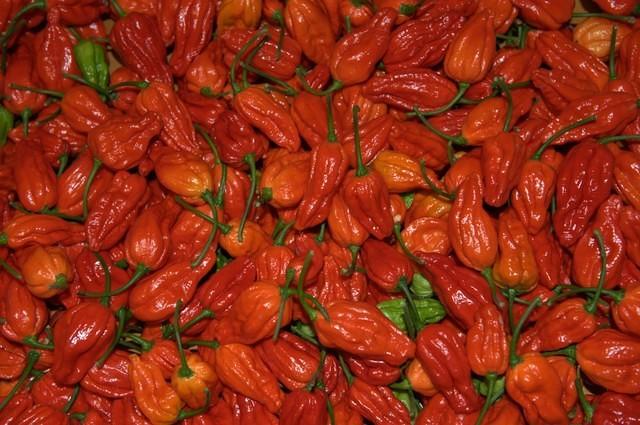 C. chinense var. 'Naga Morich'