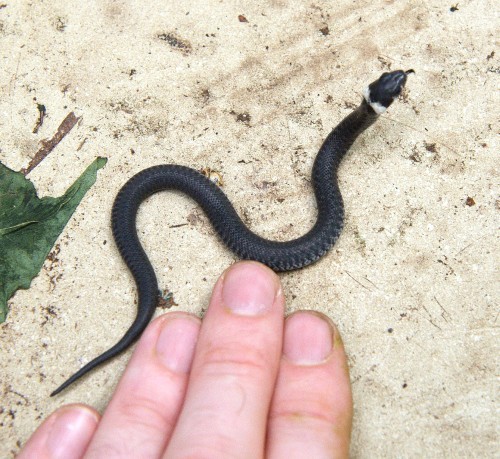Tame snake baby