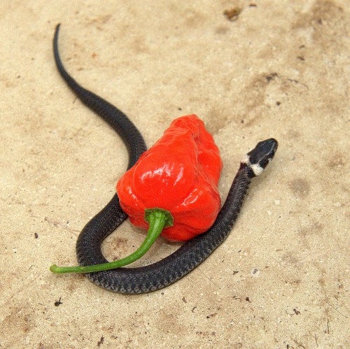 Naga Snake!