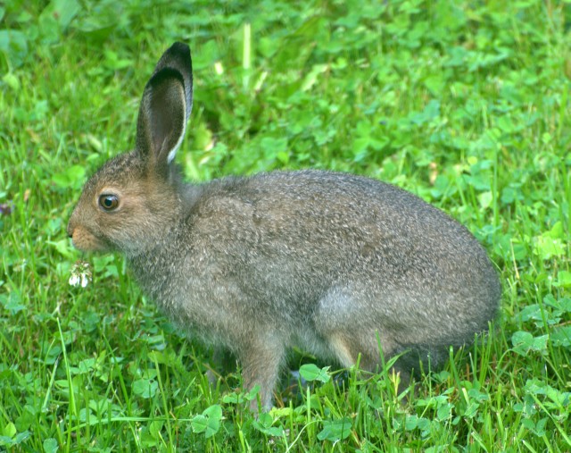 Wild Bunny