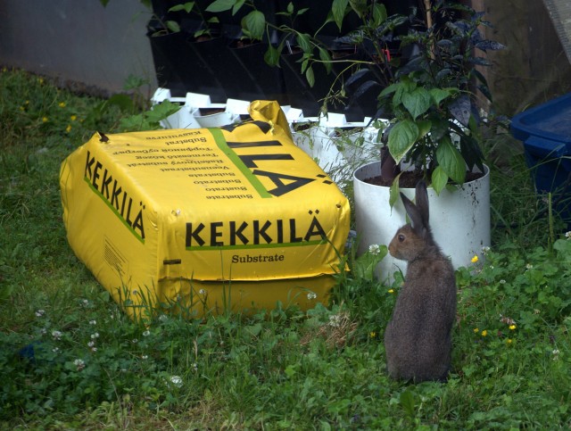Wild Bunny