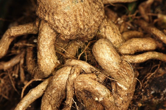 Bonchi stem