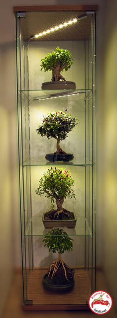 Bonchi Glass Shelf
