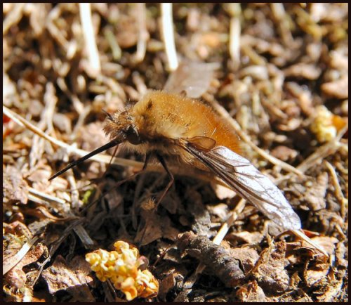 BeeFly (bombylius major)