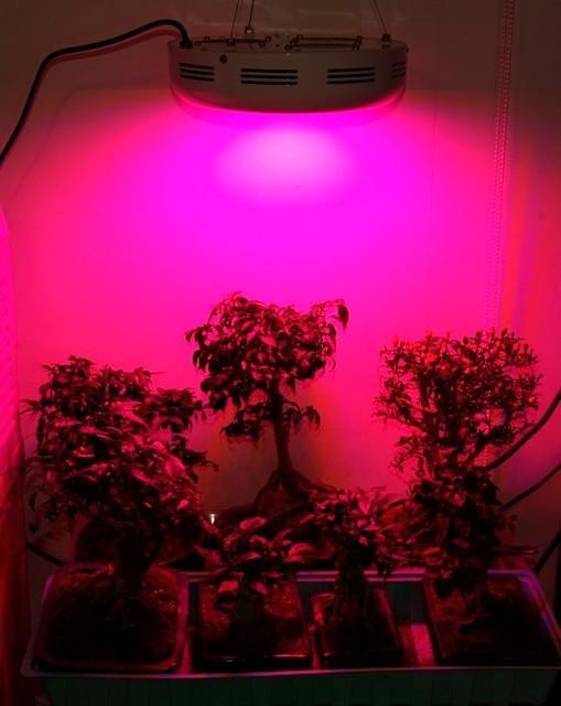 LED lamp