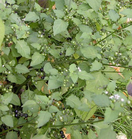 Garden Huckleberry (Solanum melanocerasum)
