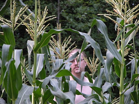 Corn (Zea mays)