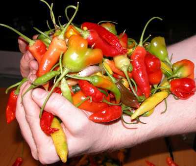 Handful of... peppers
