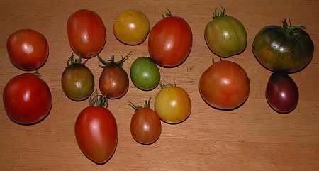 Tomatoes