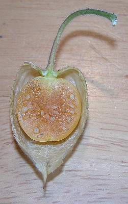 Cape Gooseberry (Physalis peruviana)