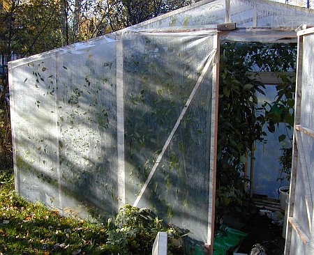 Greenhouse