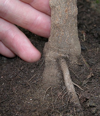 C. schottianum var. flexuosum