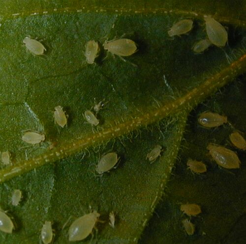 Aphids