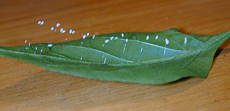 Eggs