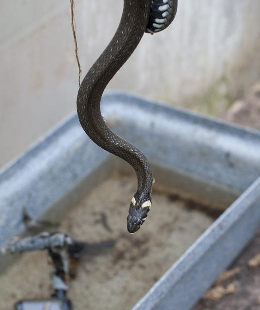 Greenhouse snake is back!