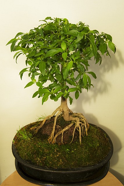 C. annuum var. 'Tepin, National Park of Tikal, Guatemala'