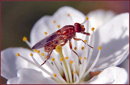Fly