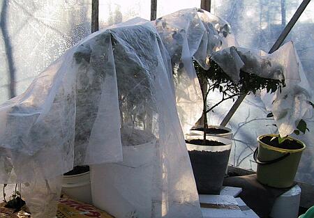 Plants n greenhouse