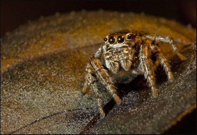 Jump Spider