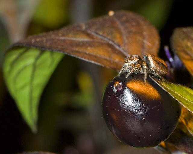 Jump Spider