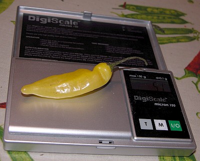 C. baccatum var. 'Lemon Drop'