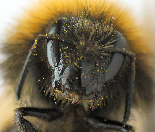Bumblebee