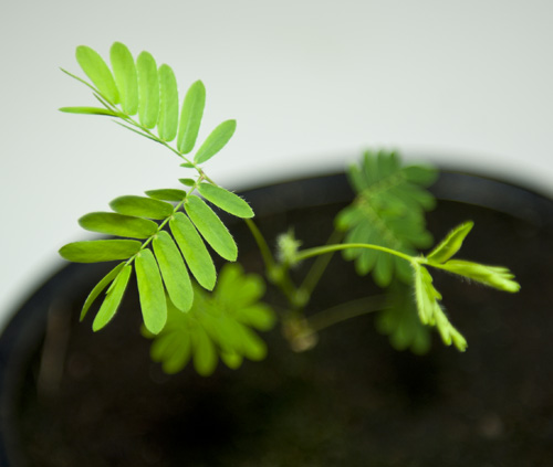 Mimosa sensitiva