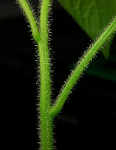 Rocoto Stem